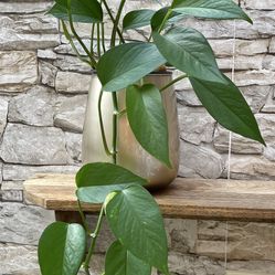 Well Established Healthy Golden Pothos House Plant In  Beautiful Pot 6.5"H.
