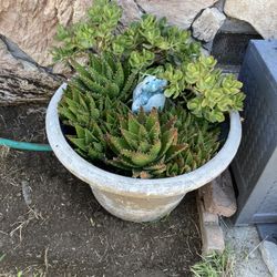 succulent