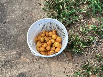 Pindo Palm tree seeds.