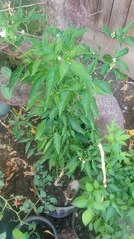 Planta De Chile Chipiltin