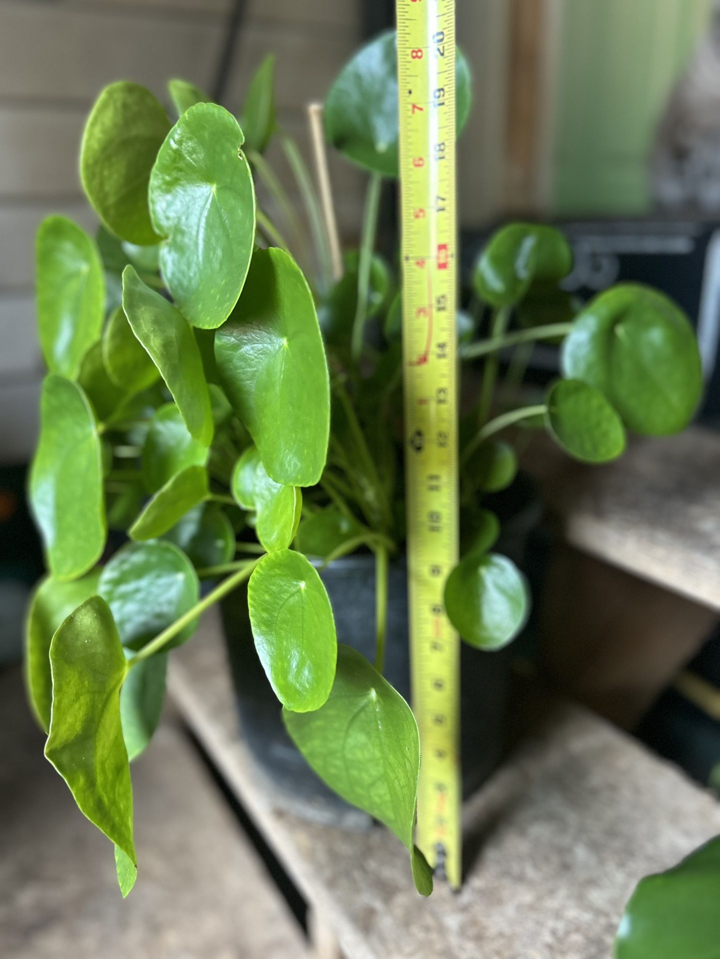 Pilea Chinese Money Plant 