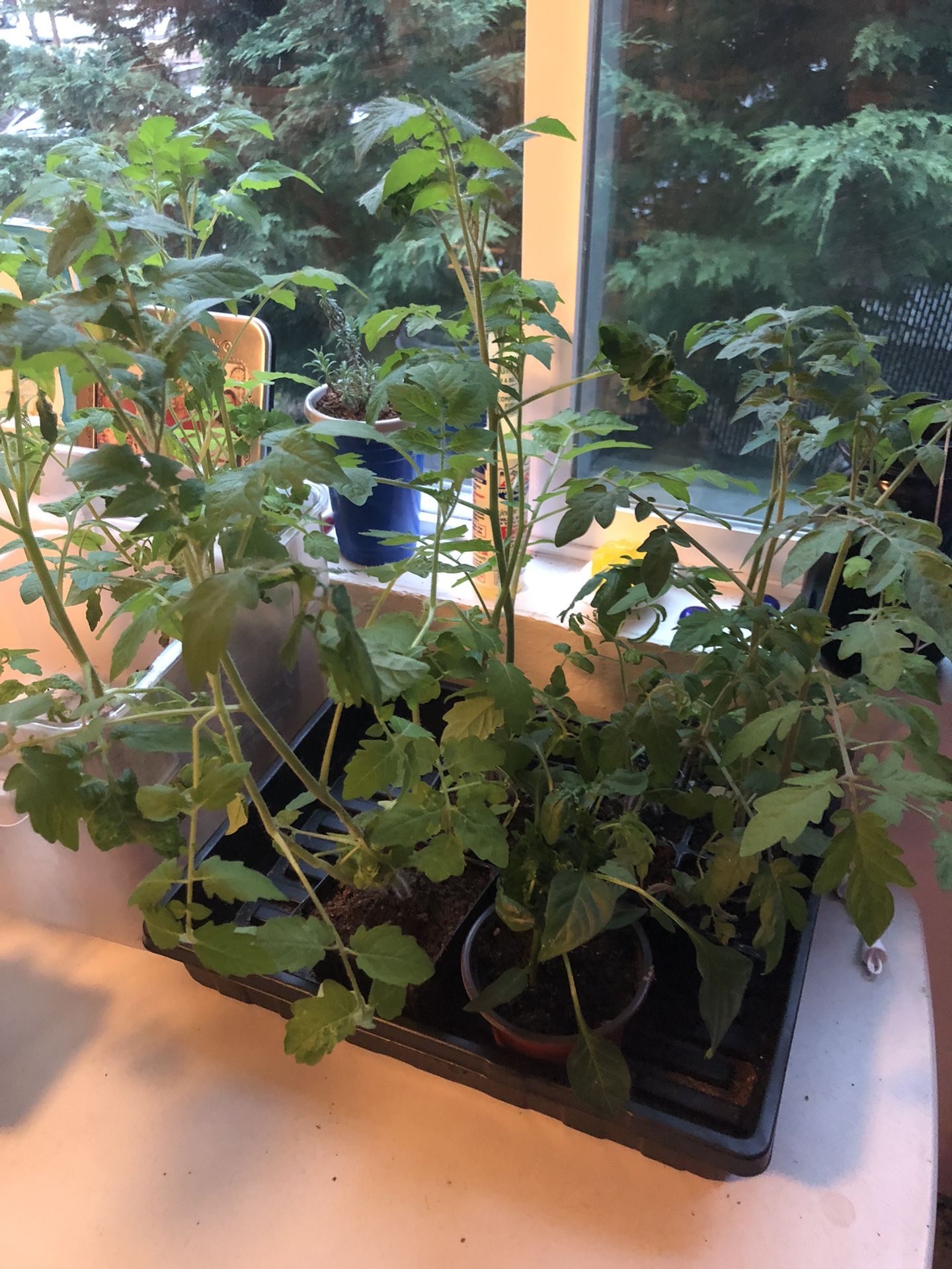 Heirloom Tomato Plants For Sale