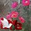Flor