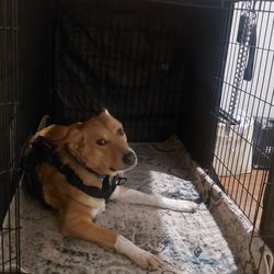 XL Dog Cage with Cover 48"+