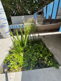 Healthy Water Hyacinth for Pond