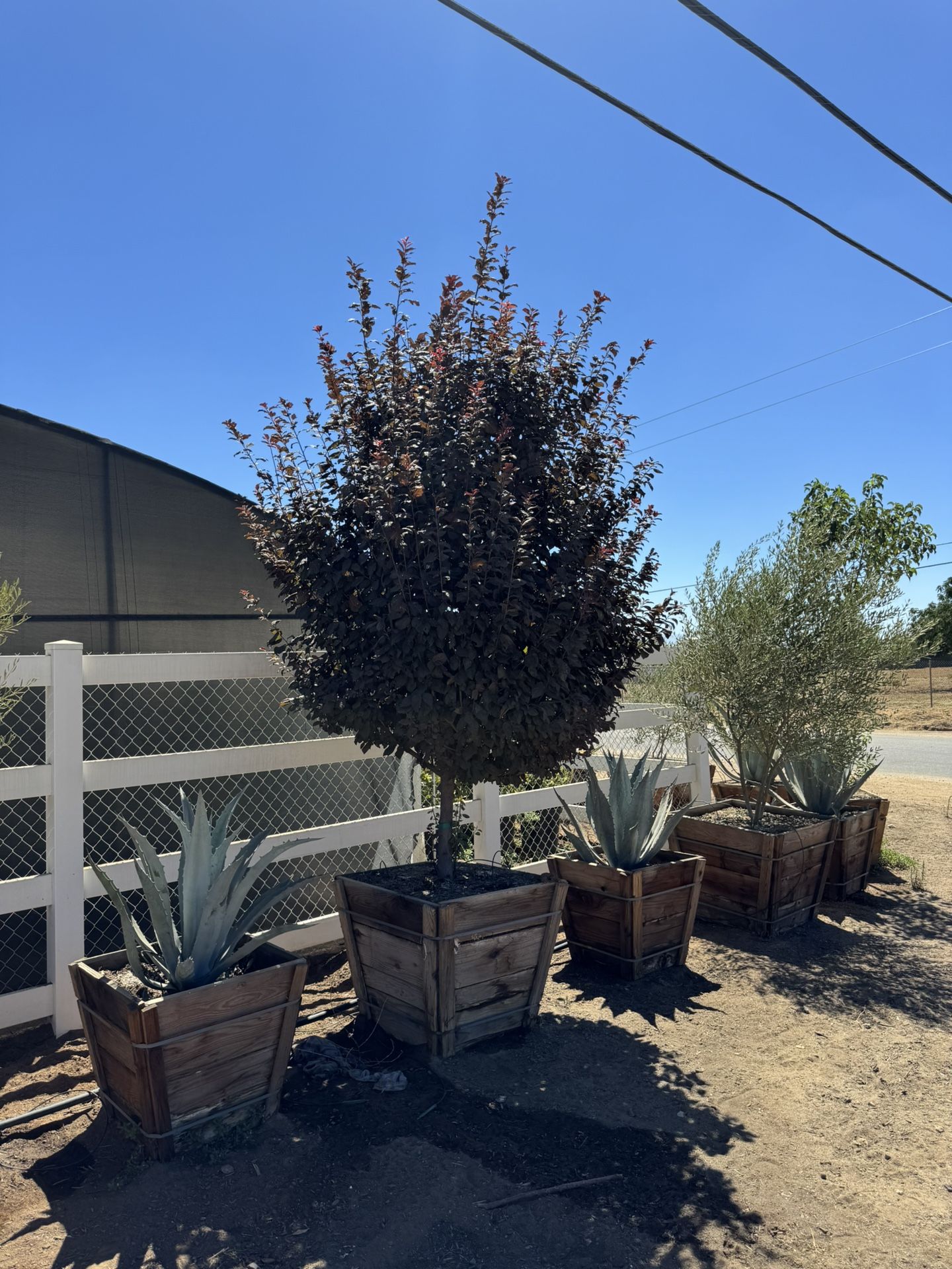 Purple Plums Trees 30 Gal