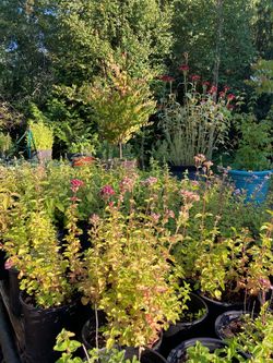 Oregano plants