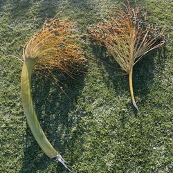 Canary Island Palm Fruit/Seeds