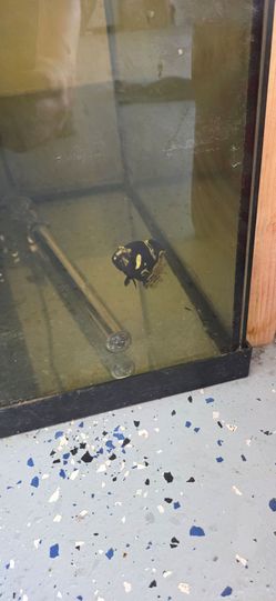 Tank heater