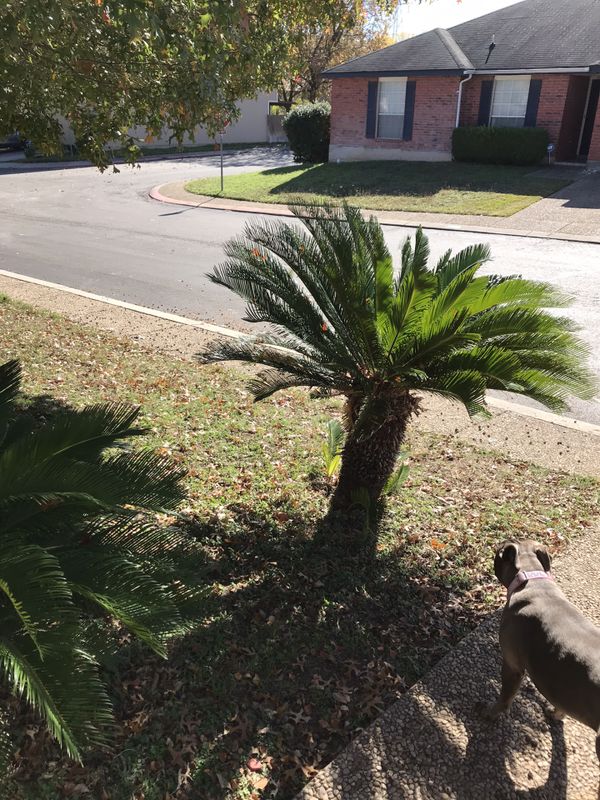 Palm trees for Sale in San Antonio, TX OfferUp
