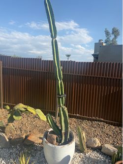 Peruvian cactus xxl in ceramic planter