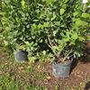 Privacy Hedges  