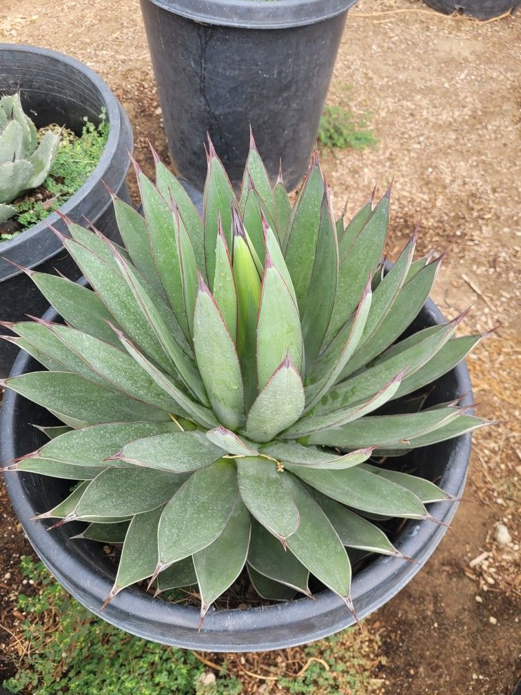 Agave Blue Emperor