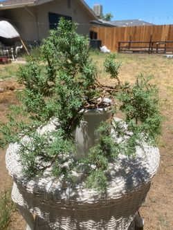 $45 each firm on price. Bonsai plants  for sale. $45 each firm on price.