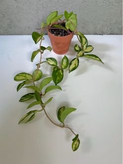 Hoya Krimson princess plant