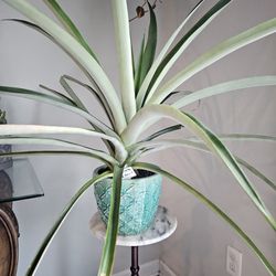 Pineapple  Large Plant