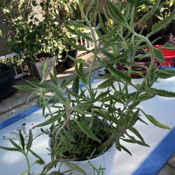 Planta Medisinal Para Cancer Y Diabetes