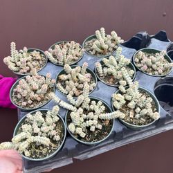 4” crassula baby jade variegated 