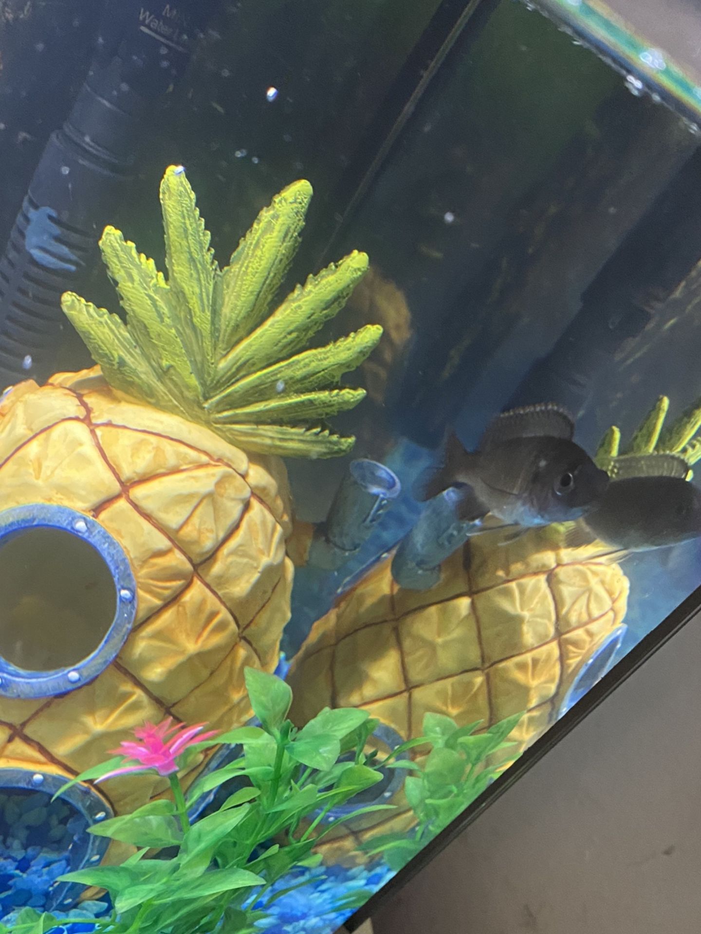 10g Starter Tank And African Cichlid Juvenile