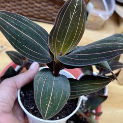 Black Jewel Orchid Tall 4” Pot