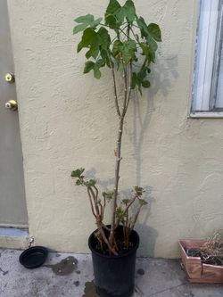 árbol de chaya