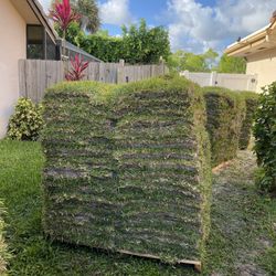 Fresh Cut to Order St Augustine Sod 