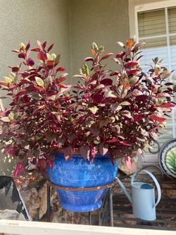 8/31 LAST Plants left from my Plant Sale last weekend in Hawthorne