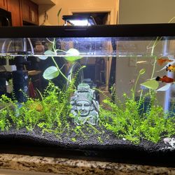Planted Aquarium
