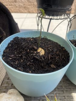 Hass Avocado 🥑 Tree With Pot
