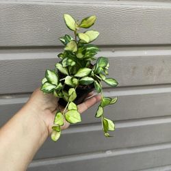 4” variegated hoya heusckeliana