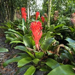 Bromeliads available (beautiful red flower bracts)