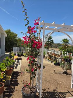 $85 Bougainvillea🌿 about 7 feet tall