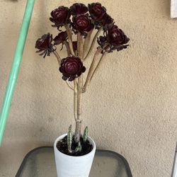 Aeonium Black Rose Succulent In Pot Plant 