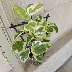 Pothos N'Joy Plant on mini trellis