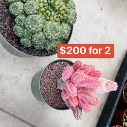 2 Euphorbia For $200