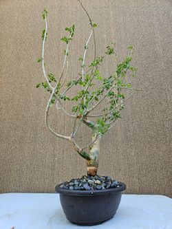 Old Bursera Fagaroides ( Torchwood Copal ) Bonsai Tree