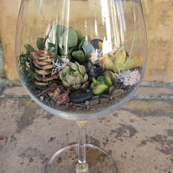 Beautiful Wine Glass TERRANIUM of SUCCULENT PLANTS