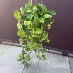 6” lemon meringue pothos