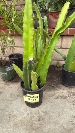 Dragonfruit Cuttings - $10 each