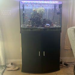 Fish Tank 