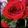 🌹🌹🌹