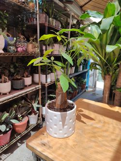 Money Trees