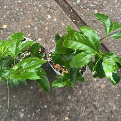 Purple Possum Passion Fruit Plant Edible Fruit Bearing Vine for The Patio and Garden - 2 plants