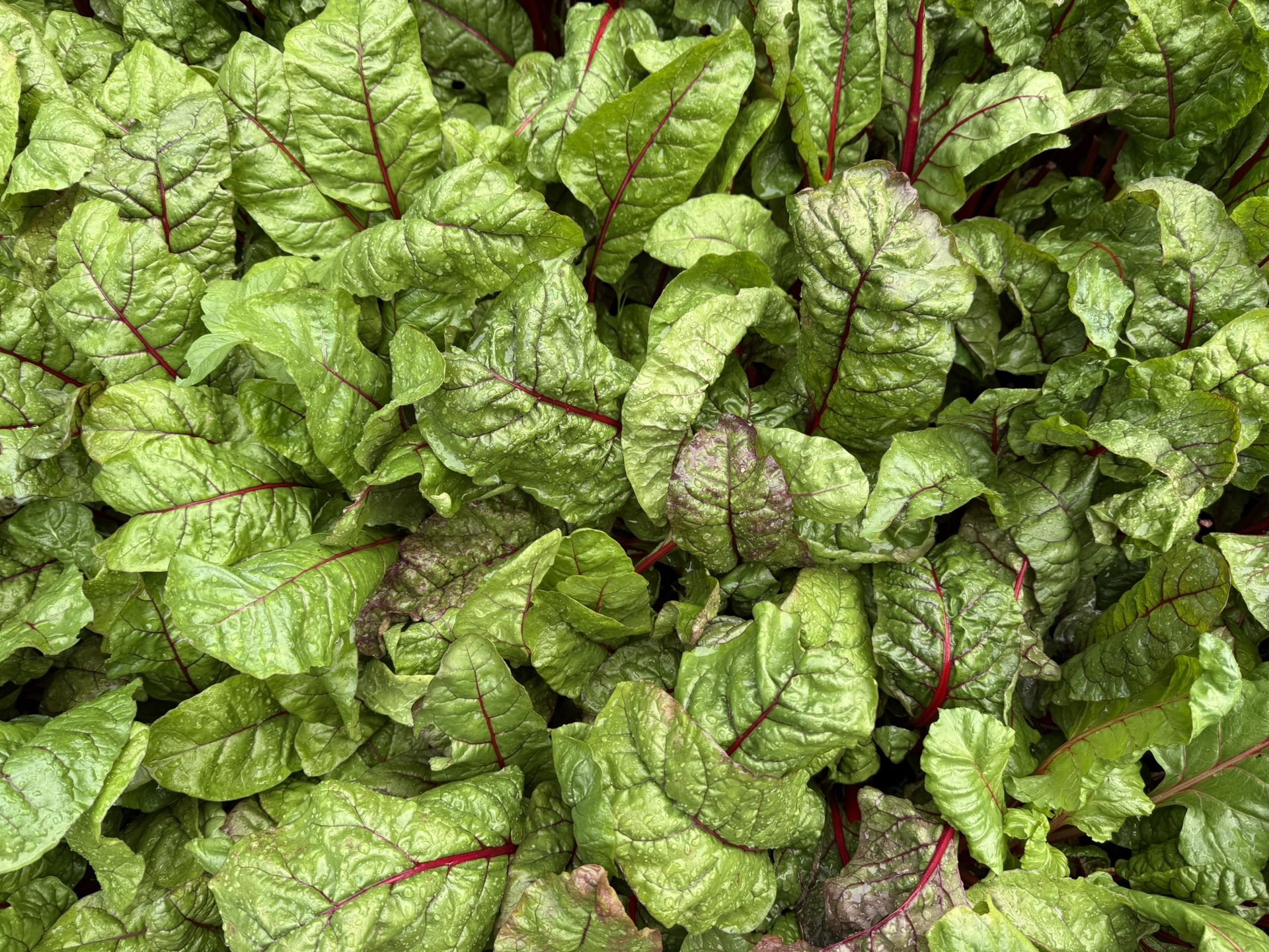Swiss Chard