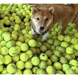 Low Cost Doggy Tennis Balls! 