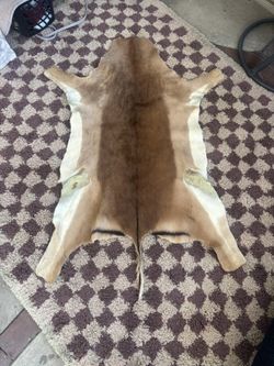 Taxiderm Rug Or Etc.