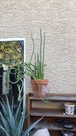 Lady slipper plant