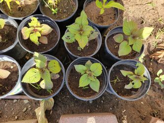 Red Basil Plant