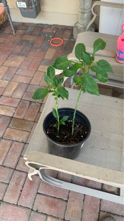 Bell peppers plant Chile campaña