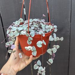 Ceropegia Woodii Strings Of Hearts Variegated Plant 6" Pot - Indoor House Plants 